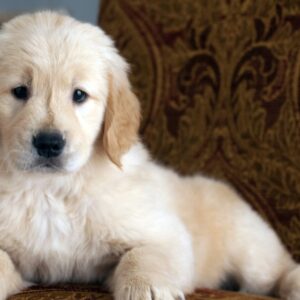 F1B Medium Goldendoodle Puppies