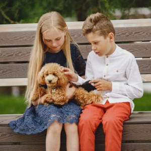 Mini Labradoodle Puppies Good for Families