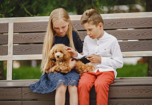 Mini Labradoodle Puppies Good for Families