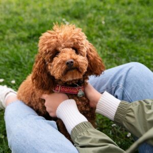 adorable f1b labradoodle