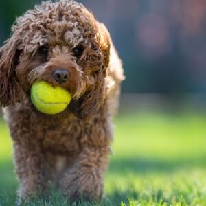 american-labradoodles-for-sale