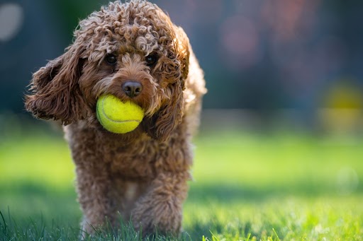american-labradoodles-for-sale