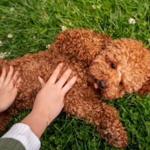goldendoodle dog