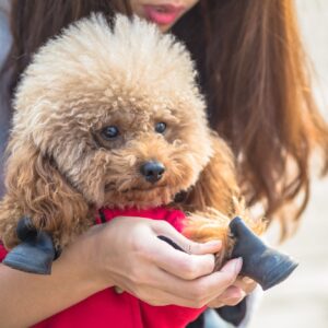 mini labradoodle playing with female master