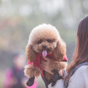 woman playing with American labradoodle