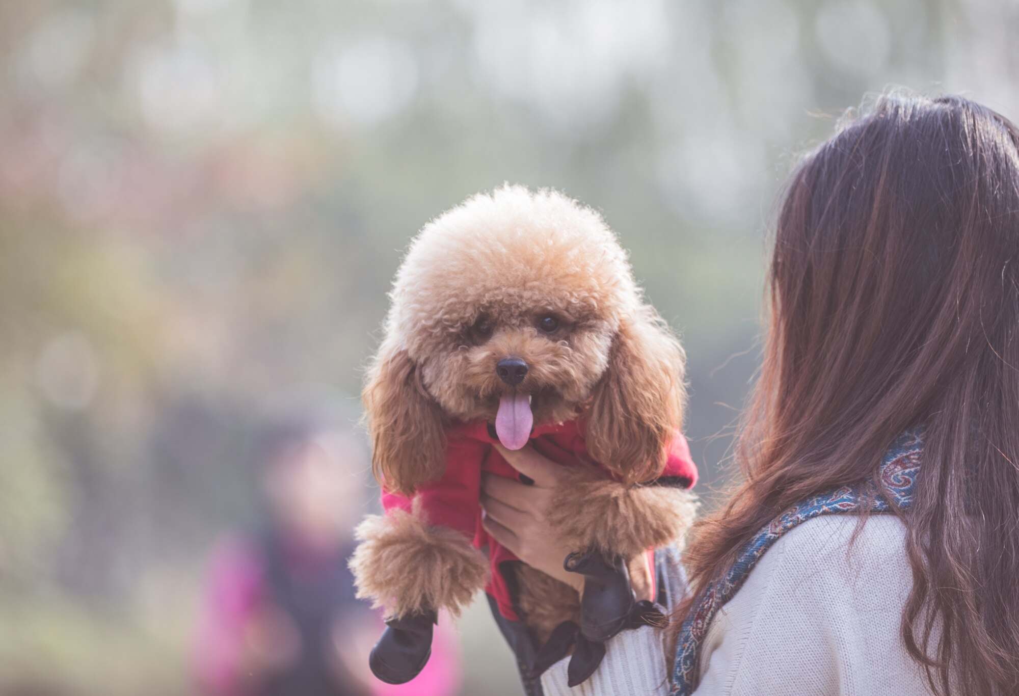 woman playing with American labradoodle
