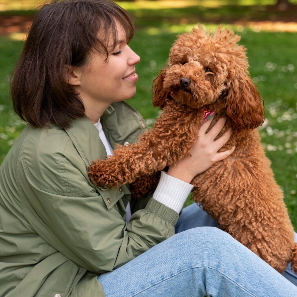 Goldendoodle Breeder UK