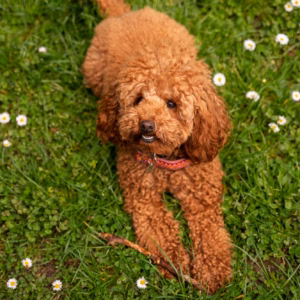 Goldendoodle Puppy Food