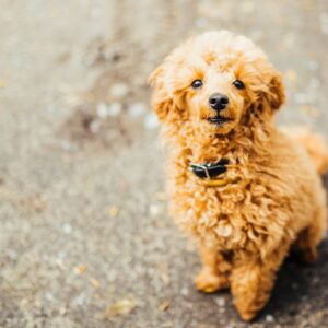 Goldendoodle Puppy UK