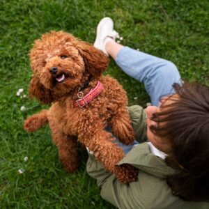 Goldendoodle UK