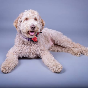 F1B Labradoodle