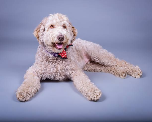 F1B Labradoodle