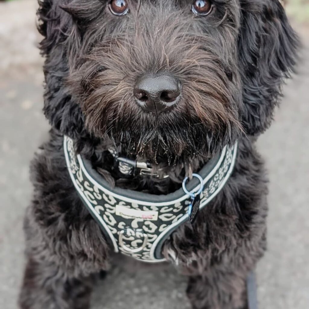 Double Doodle puppy