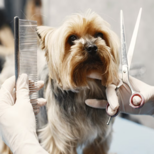 Goldendoodle Grooming Costs UK Guide | Whos Doodles