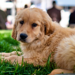 Goldendoodle Puppies | Waiting Lists & Deposits | Whos Doodles