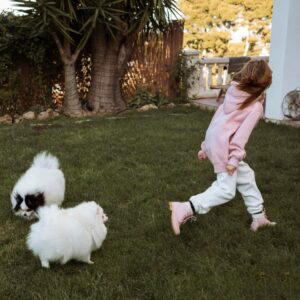 Mini Labradoodle in a Flat | Whos Doodles UK Guide