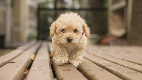 goldendoodle puppies